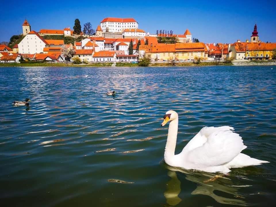 Hostel Sonce Ptuj Bagian luar foto